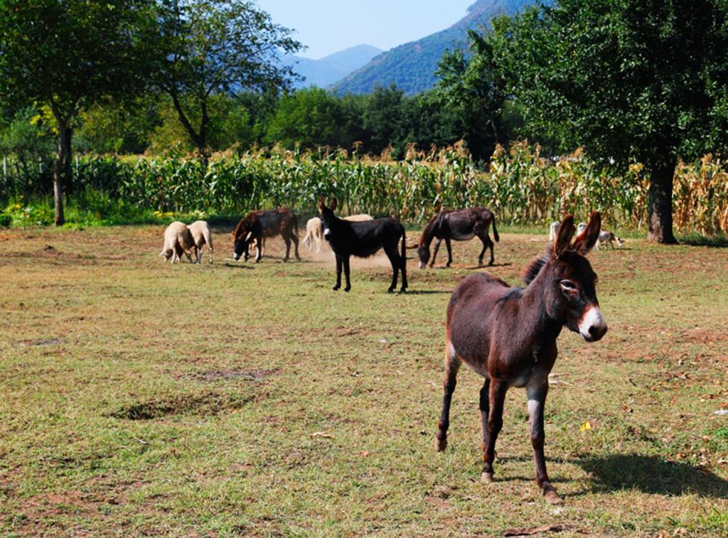 Azienda Agrituristica Pericle Montella Luaran gambar